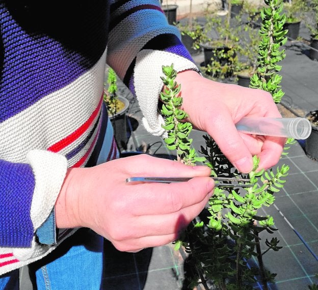 Arriba, recolección de material vegetal para su estudio genético; a la izquierda, cultivo en vivero de ejemplares de jara de Cartagena.