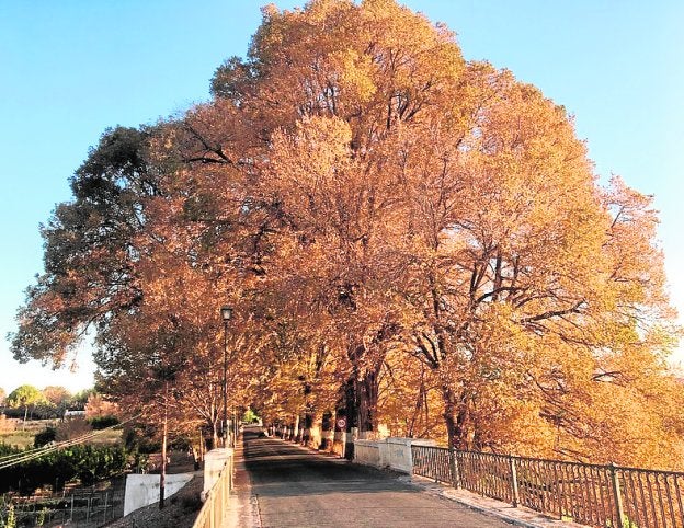 Olmeda de El Maripinar, en Cieza.