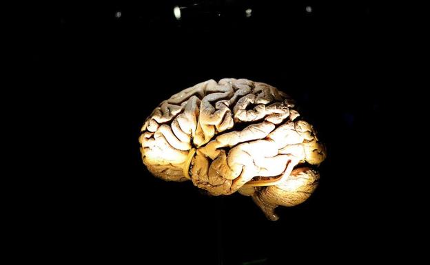 El sistema detecta automáticamente estas enfermedades.