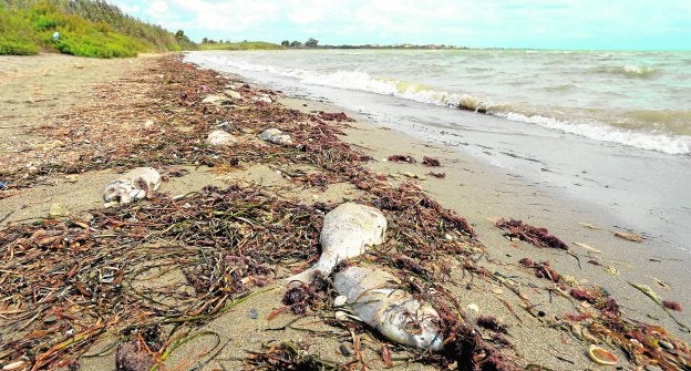 Doradas en estado de descomposición, ayer, salpicando una playa de Los Alcázares.