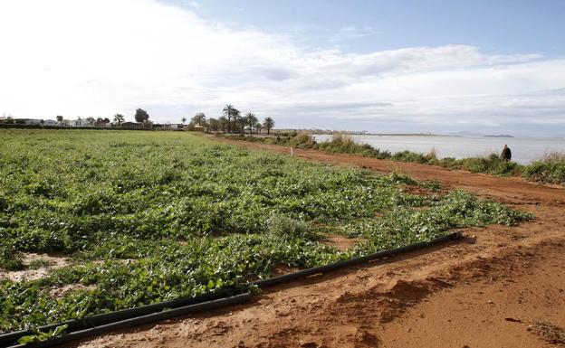Campos de cultivo a la orilla del Mar Menor entre Playa Honda y Villas Caravaning.