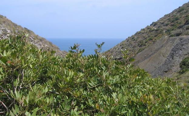 El mar, desde el sendero, enmarcado entre el cielo y un arbusto./