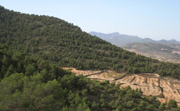 En la fotografía se aprecia cómo penetran en la Sierra de Quibas los cultivos de secano ganados al monte./Miguel Ángel Ruiz