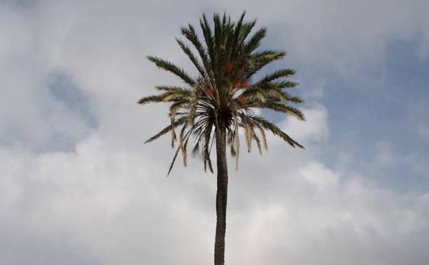 Una palmera apunta al cielo en Calblanque.