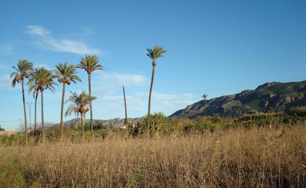 La zona del Reguerón, a la altura de Santo Ángel./Huerta Viva