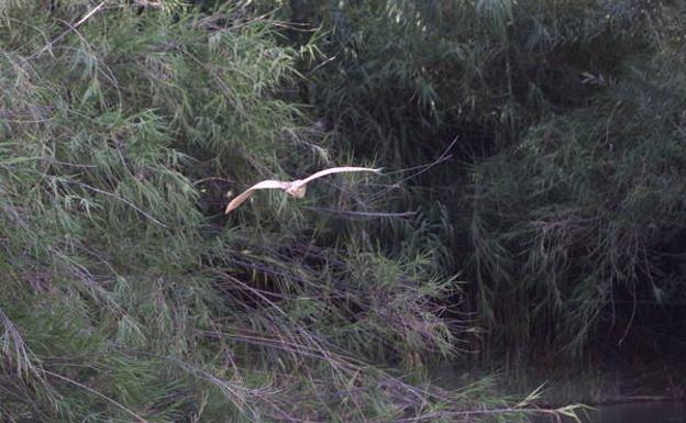 Una garza 'aterriza' en el humedal.