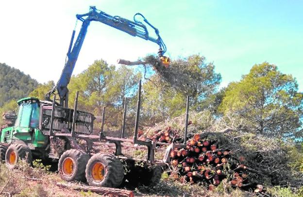 A la izquierda, un tractor recoge las ramas tras la poda de los árboles, que acabarán en el mismo terreno -imagen de arriba- convertidos en biomasa./LV