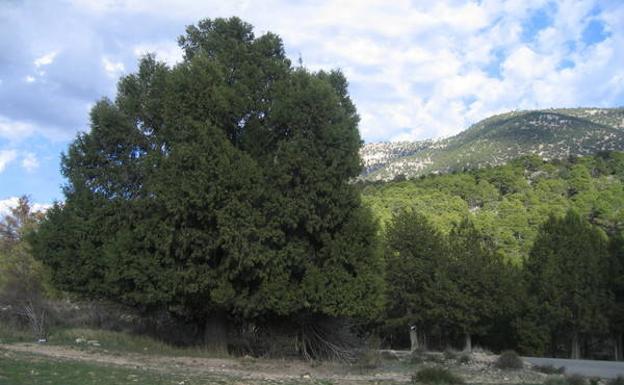 Sabina albar de Puerto Alto (Moratalla).
