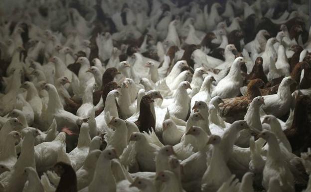 Pollos en una fábrica de Alemania./