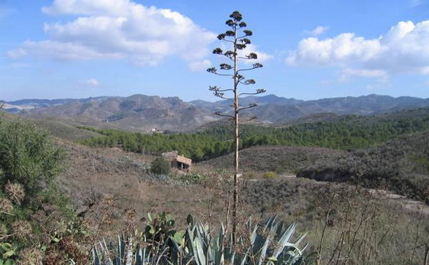 Panorámica de la Sierra de Almenara-Carrasquilla, con una acibara en primer plano./