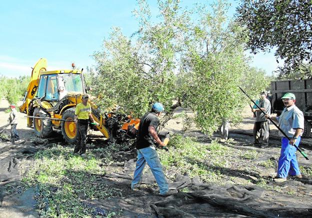 Una cuadrilla de jornaleros realiza tareas de recolección en un olivar./Francisco J. Cano