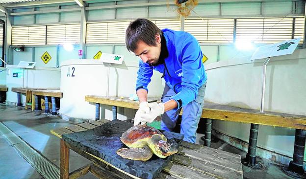 Personal del ARCA del Mar (Valencia) atiende a la tortuga./OCEANOGRÀFIC