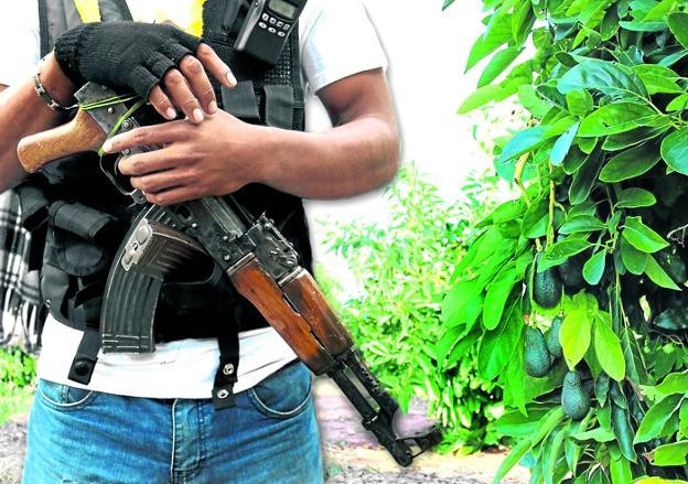 Un vigilante armado protege una plantación de aguacates en Michoacán. / r.c.