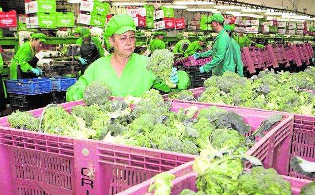Selección de brócoli en una empresa agraria de Lorca./Sonia M. Lario
