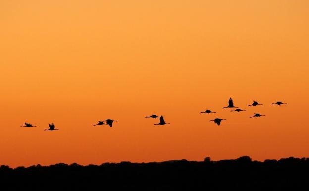 Las grullas a su paso por el Parque Nacional de Las Tablas de Daimiel, en la provincia de Ciudad Real. /EFE