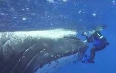 Una ballena protege a una bióloga del ataque de unos tiburones