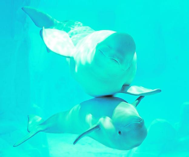 El bebé beluga 'Kylu', que cumple ahora un año, y su madre 'Yulka', en las instalaciones del Oceanogràfic de Valencia./Oceanogràfic