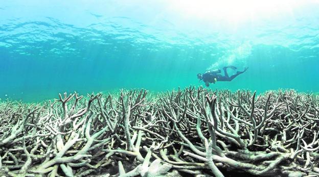 Coral blanqueado en Heron Island (Australia)./Chasing Coral
