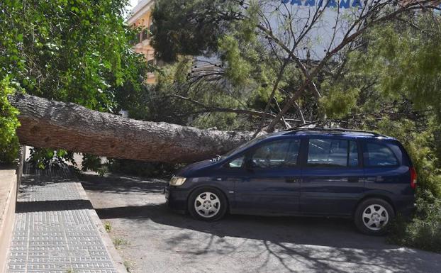 El árbol ha caído cerca de algunos vehículos aparcados/Siete Días Jumilla