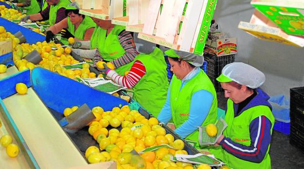 Las empleadas de la planta de Diali, en Beniel, en pleno proceso de envasado del limón./LV
