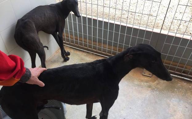 Los dos galgos rescatados, en el CATAD./A. C.