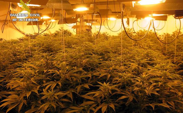 El invernadero de marihuana./Guardia Civil