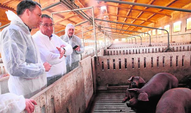 Fulgencio Gil Jódar, Francisco Román Quiñonero y Ángel Meca Ruzafa, ayer, visitando una granja porcina en Torrealvilla./Jaime Insa / AGM