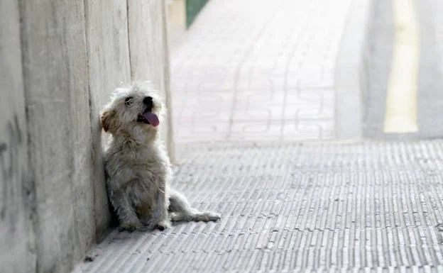 Un perro abandonado./Sonia M. Lario / AGM