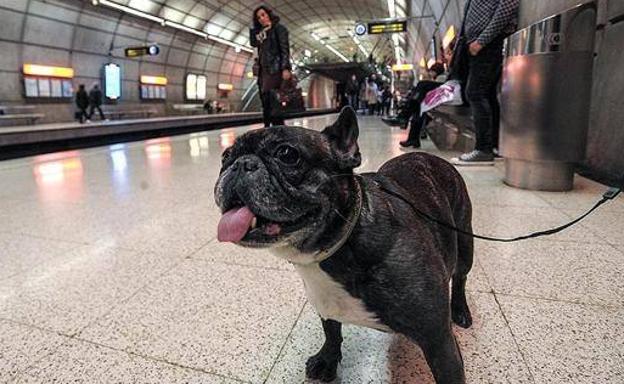Lanzan una aplicación para cuidar y pasear perros cerca de tu ciudad