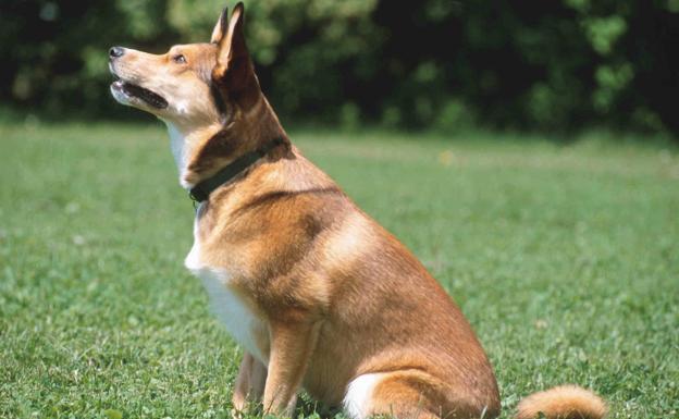 Cómo quitar el pelo de las mascotas de la ropa