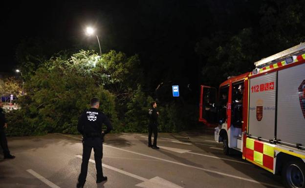 Bomberos acuden a retirar el árbol.