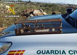 Imagen de las aves incautadas por la Guardia Civil. :: G.C./