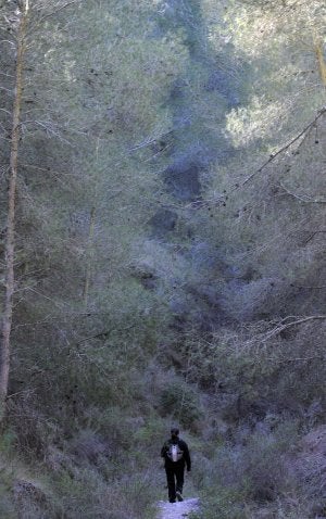 La rambla de Sangonera está rodeada de enormes ejemplares de pinos y un espeso sotobosque./