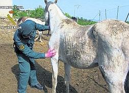 Un agente observa los evidentes síntomas de desnutrición en uno de los caballos inmovilizados. :: G. CIVIL/