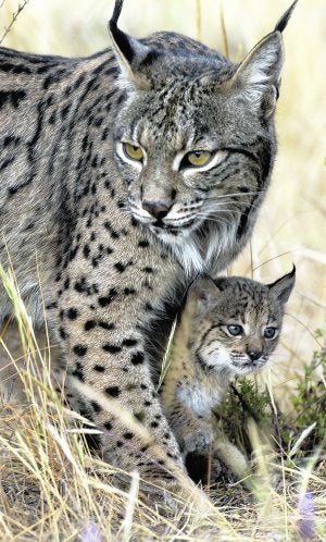 Amenazados. Un lince con su cachorro, en un centro de cría en cautividad. :: LA VERDAD/