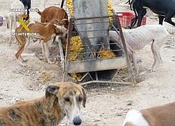 Imagen de los perros, con signos evidentes de desnutrición, junto al comedero de patatas fritas. :: G.C./