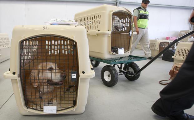 Muere un perro que obligado en un compartimento superior un avión | La Verdad