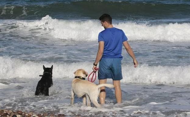 Espectador al exilio Mil millones Cuatro playas para perros que puedes disfrutar en la Región de Murcia | La  Verdad
