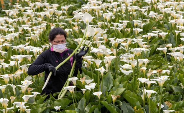 Fecoam considera una «tomadura de pelo» que la UE no otorgue ayudas a la  flor cortada | La Verdad