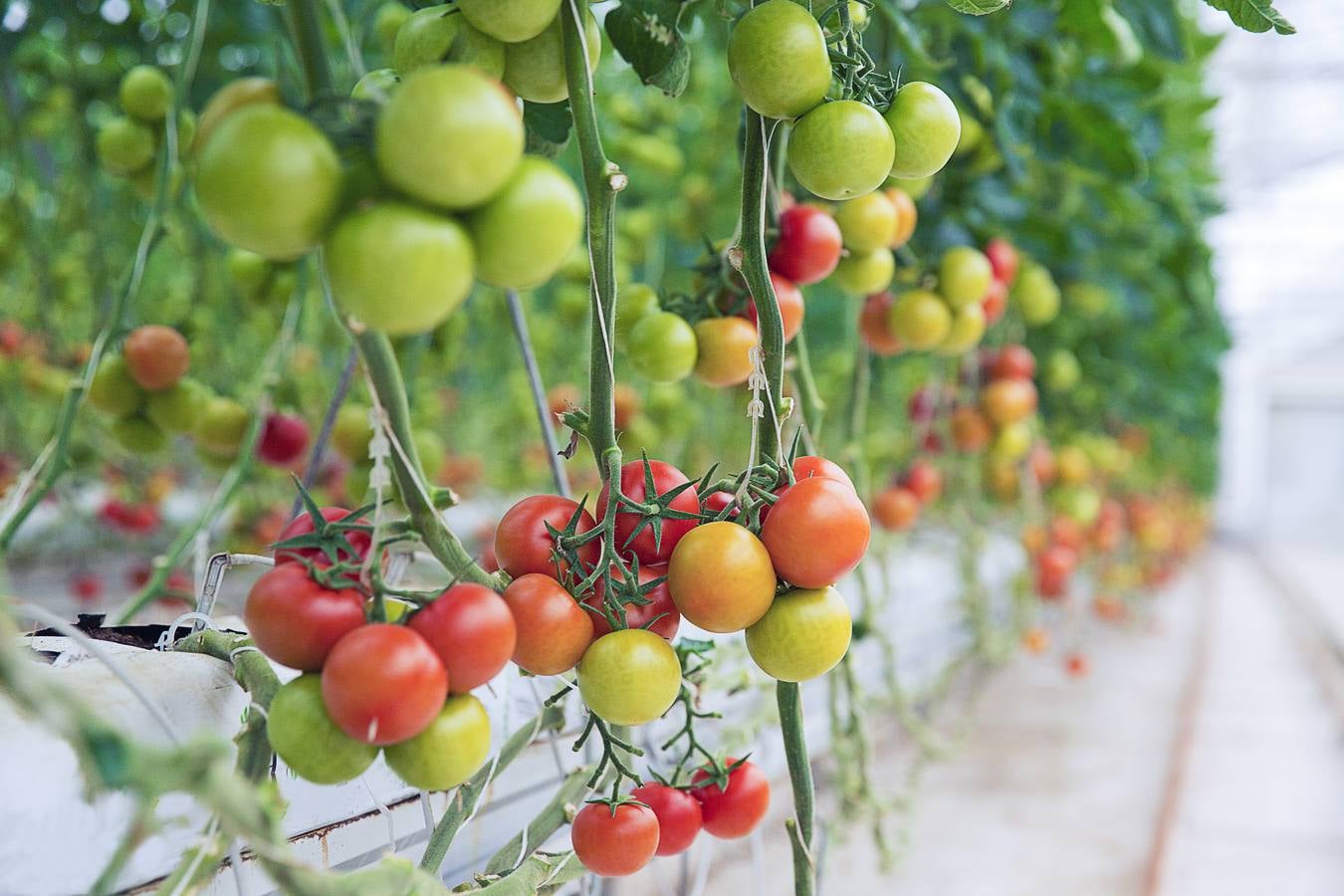 El tomate se encuentra entre los cultivos que más han visto aumentar su productividad. 