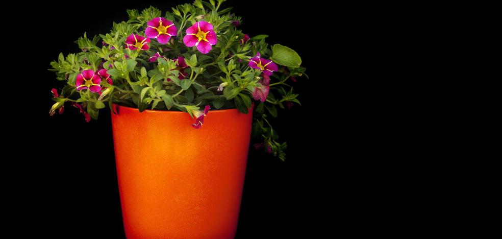 Plantas Verano | Los trucos para que no se mueran tus plantas en verano - Vimarsana News