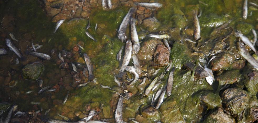 Medio Ambiente | Denuncian la aparición de peces muertos en el Mar Menor - Vimarsana News