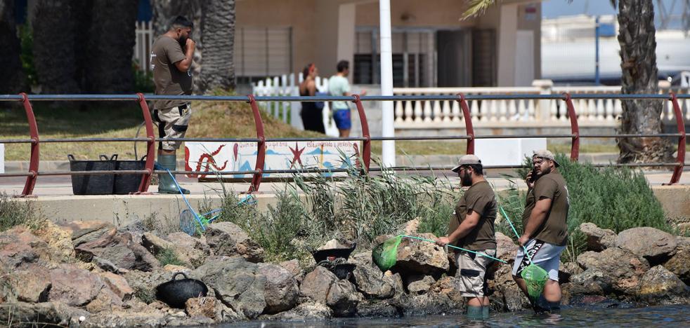 Medio Ambiente | La Fiscalía abrirá diligencias para investigar la nueva mortandad de peces y crustáceos en el Mar Menor - Vimarsana News