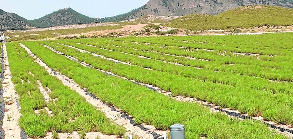 Las pedanías altas de Lorca se apuntan a las nuevas tecnologías para cultivar tomillo rojo - Vimarsana News