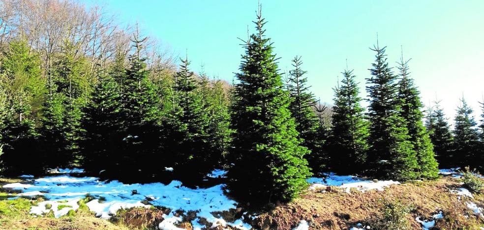 La venta de abetos naturales para Navidad crece un 15% este año | La Verdad