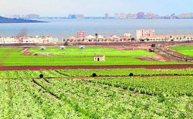 Intensive cultivation in the surroundings of the town of Los Nietos, with the Mar Menor in the background, in a file image. 