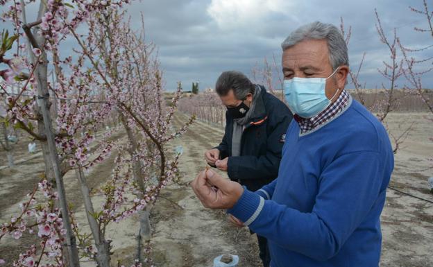 Pedro Sánchez García and Antonio Moreno show the flowers of the crops, yesterday in Cieza. 