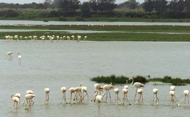Birds in the Doñana National Park.