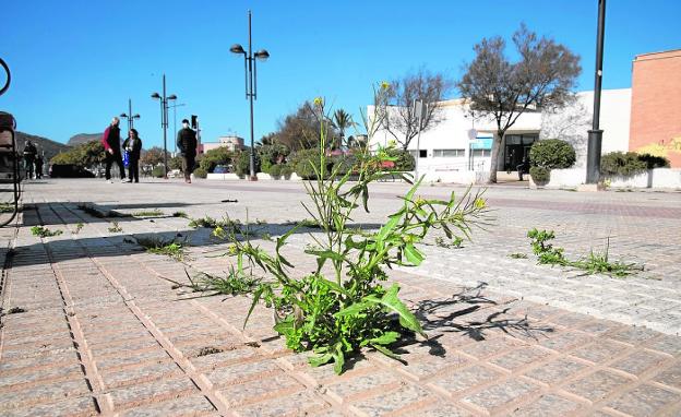 Bushes emerging from the tiles of Pedro Jorquera street in the Santa Lucía neighborhood. 