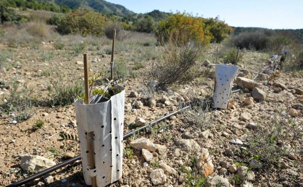 El Ayuntamiento de Murcia restaura antiguas fincas agrícolas cedidas y  repone flora autóctona | La Verdad